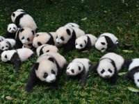 A Panda újra a Nagypiacon gyereknapozik