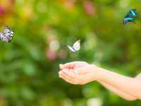 Szárnyaló pillangók és fantázia - Rajzpályázat