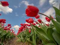 Tulipánimádók figyelem! Tulipánszüretek az országban 2024